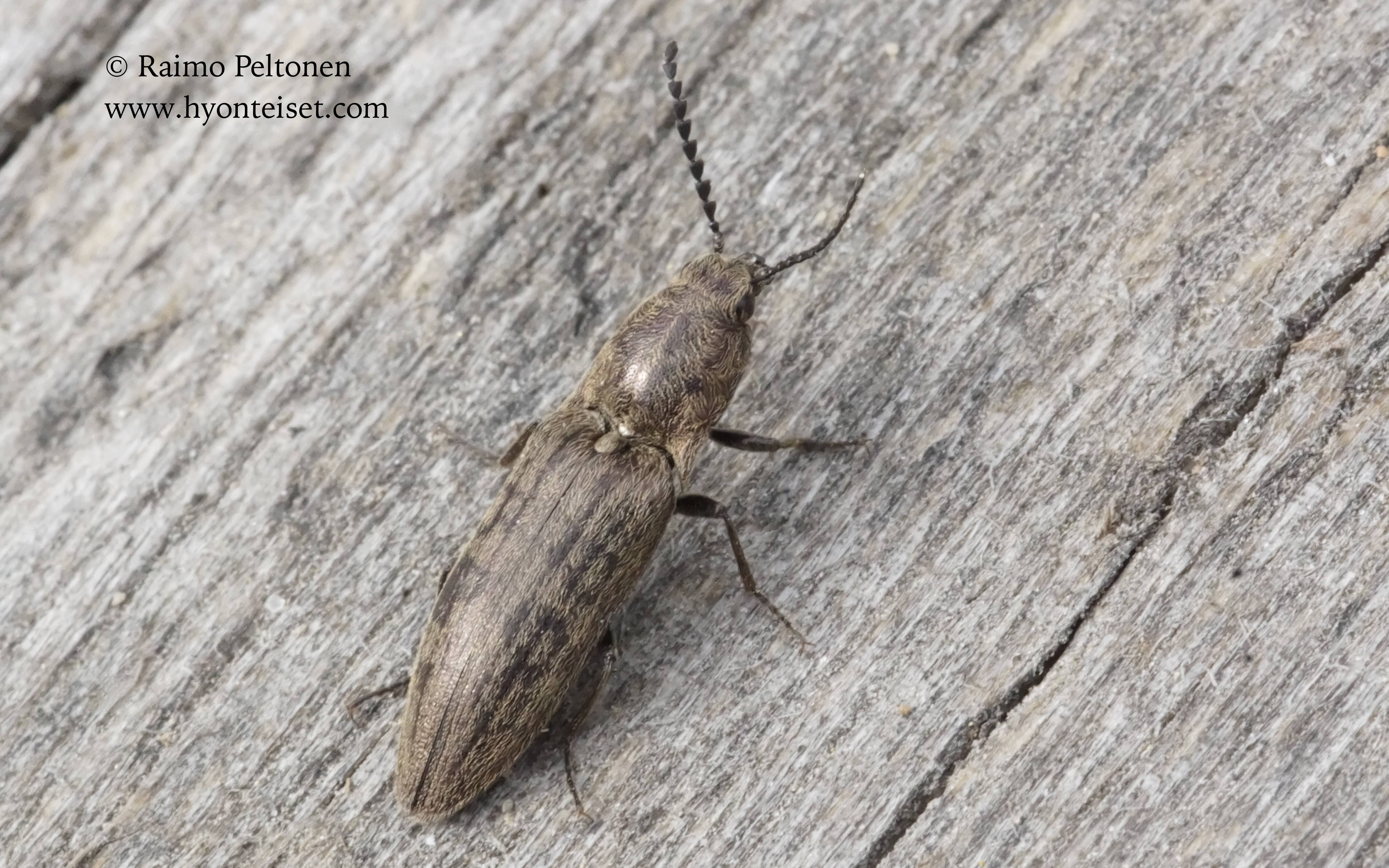 Actenicerus sjaelandicus-ruutuseppä, 25.5.2017 Jyväskylä
