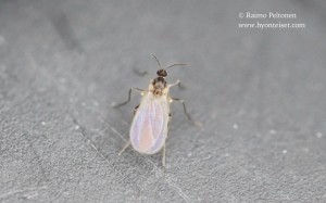 Cecidomyiidae sp. 4