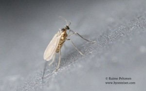 Cecidomyiidae sp. 5