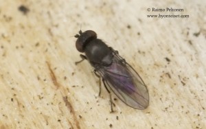 Discocerina obscurella 1