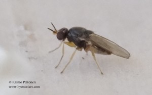 Elachiptera tuberculifera 2