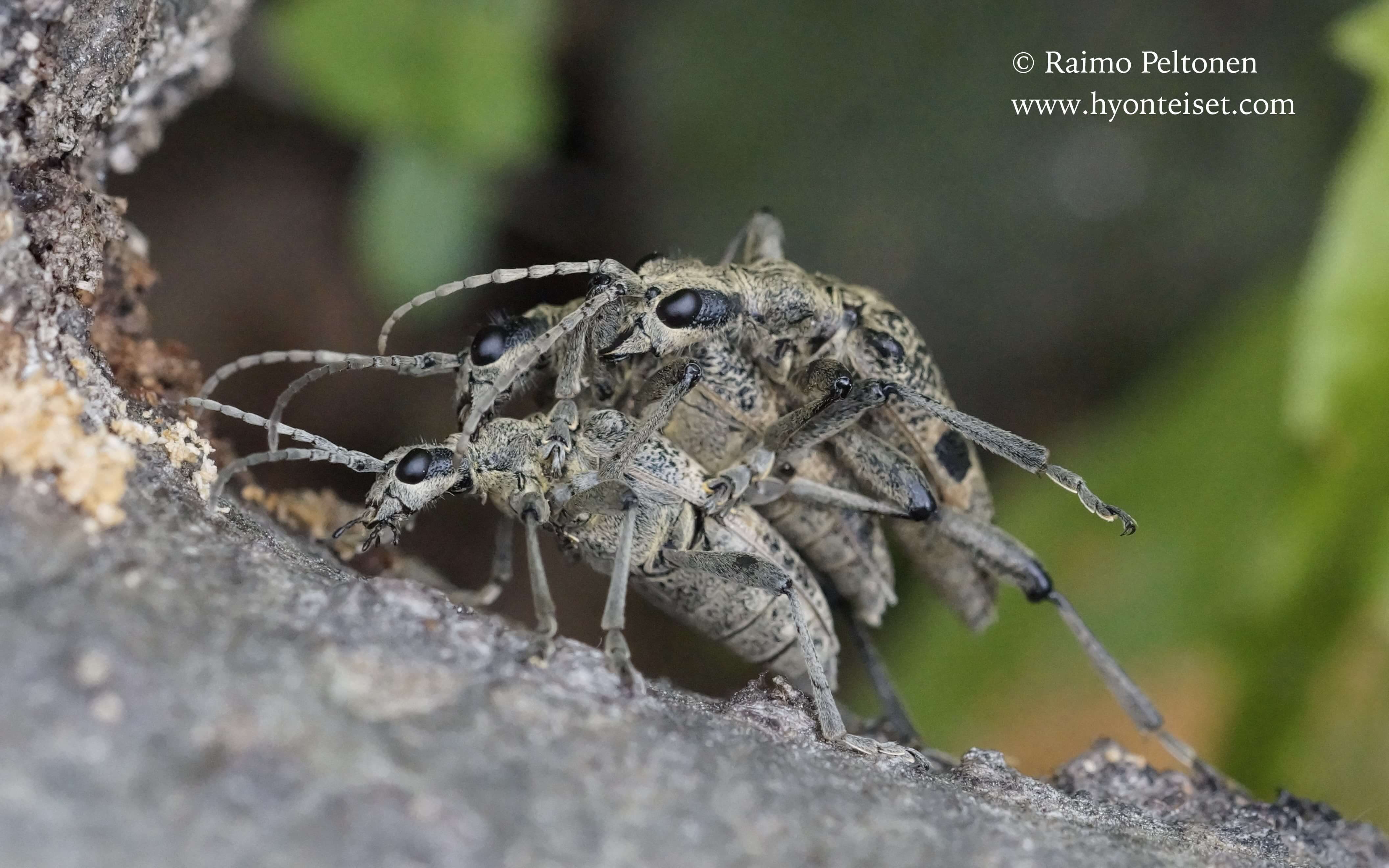 Rhagium mordax-lehtikantojäärä, 26.5.2017 Jyväskylä