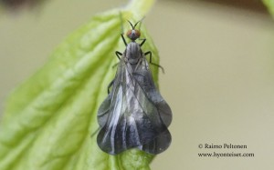 Rhamphomyia marginata 1
