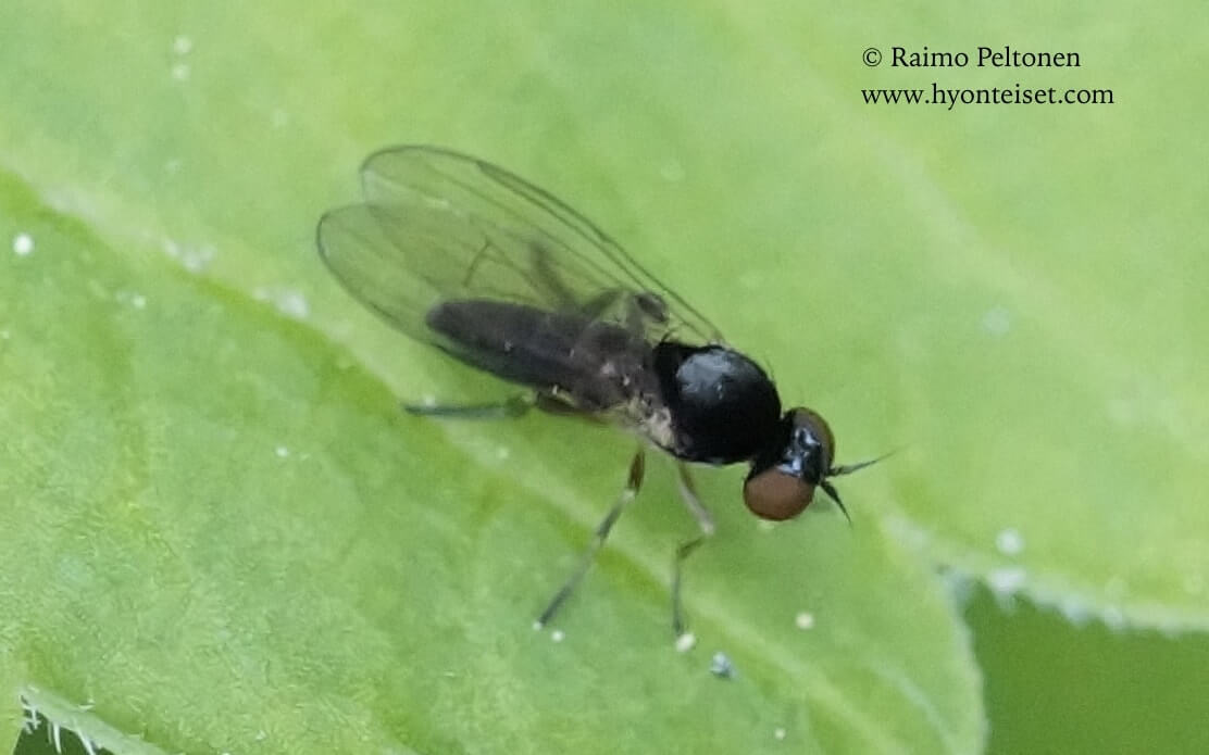 Agathomyia viduella, naaras (det. Menno Reemer), 22.6.2017 Jyväskylä