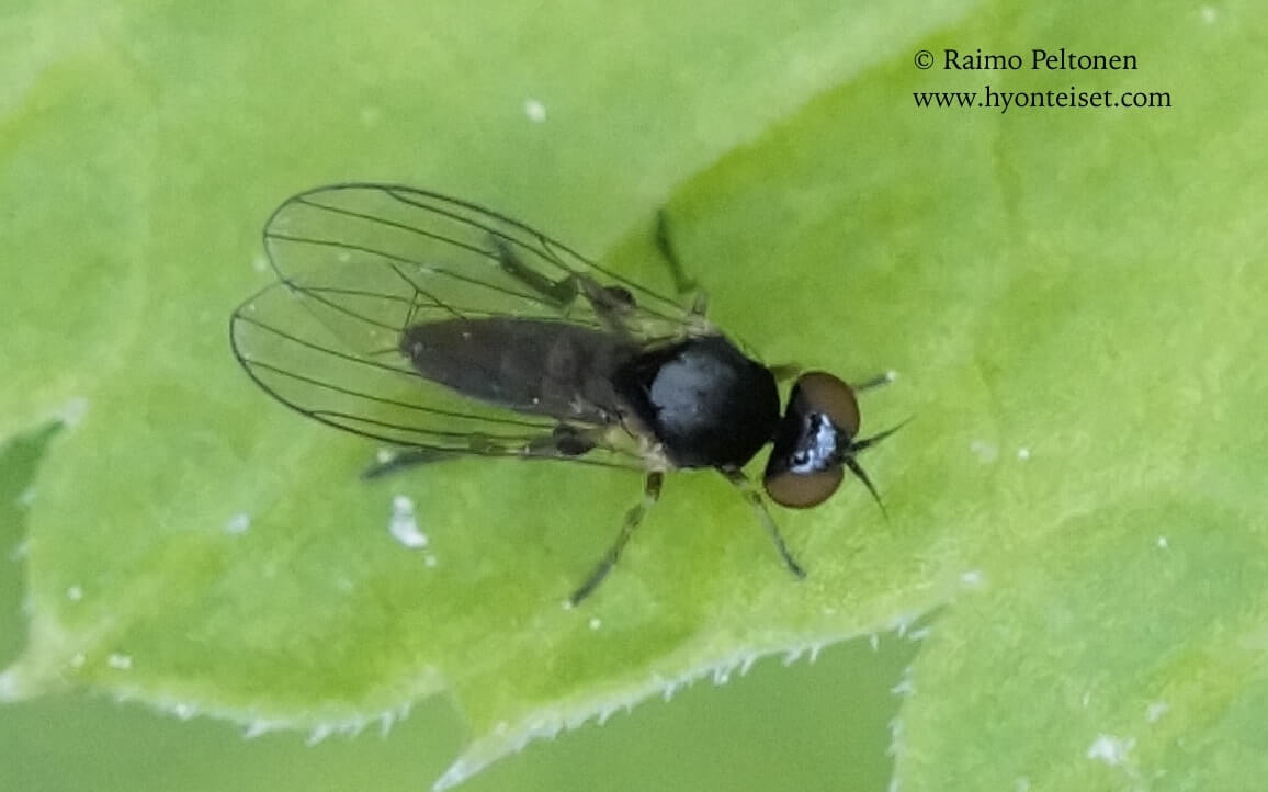 Agathomyia viduella, naaras (det. Menno Reemer), 22.6.2017 Jyväskylä