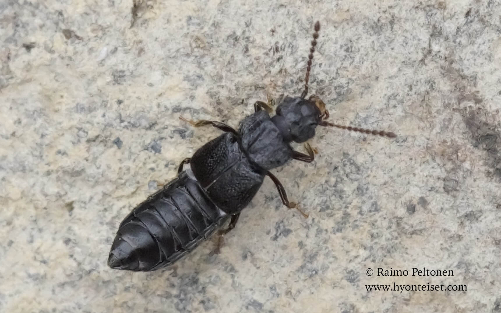 Anotylus rugosus (det. Juha Salokannel), 18.5.2017 Jyväskylä