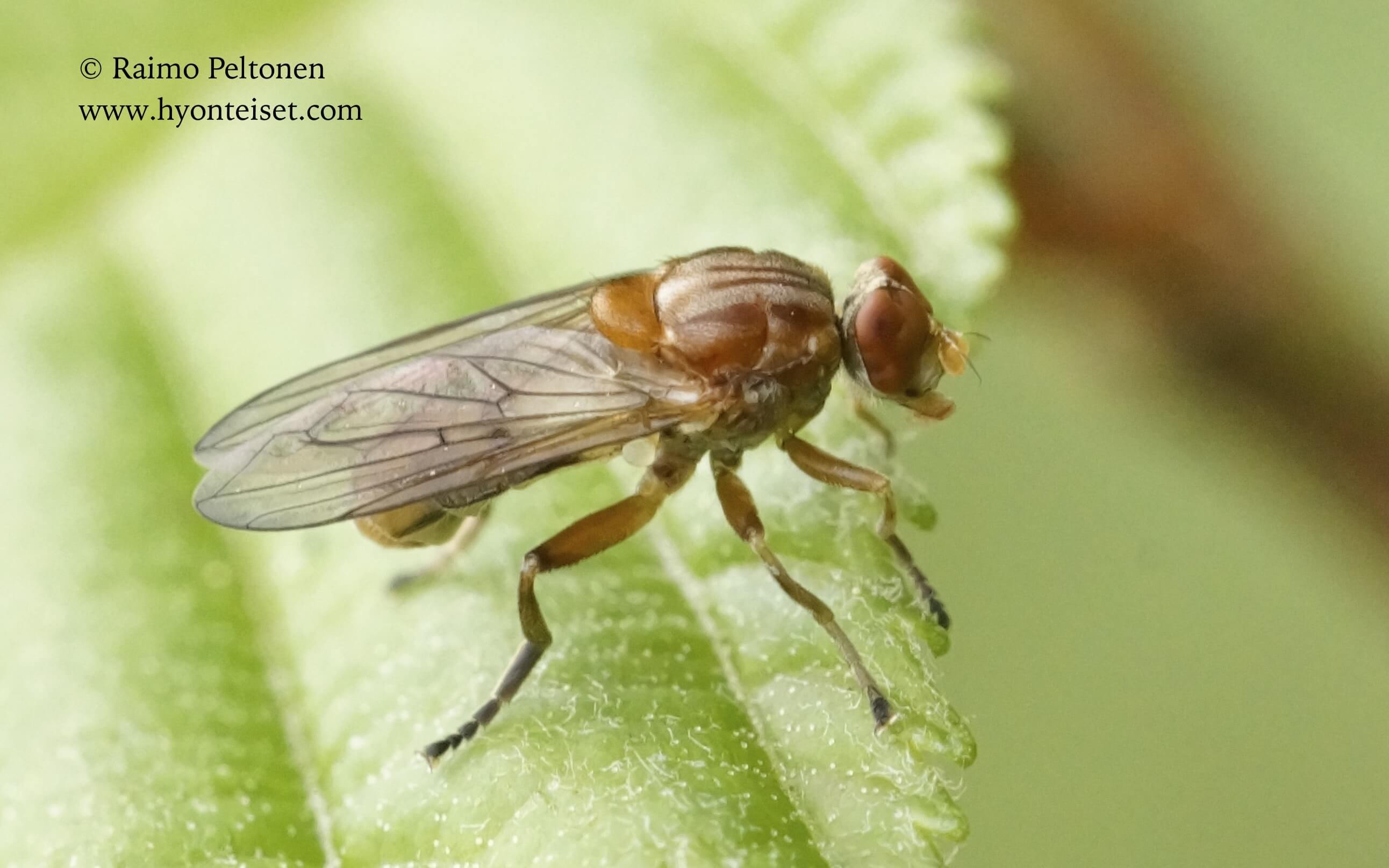 Brachyopa testacea-kantomahlanen, 13.6.2017 Jyväskylä