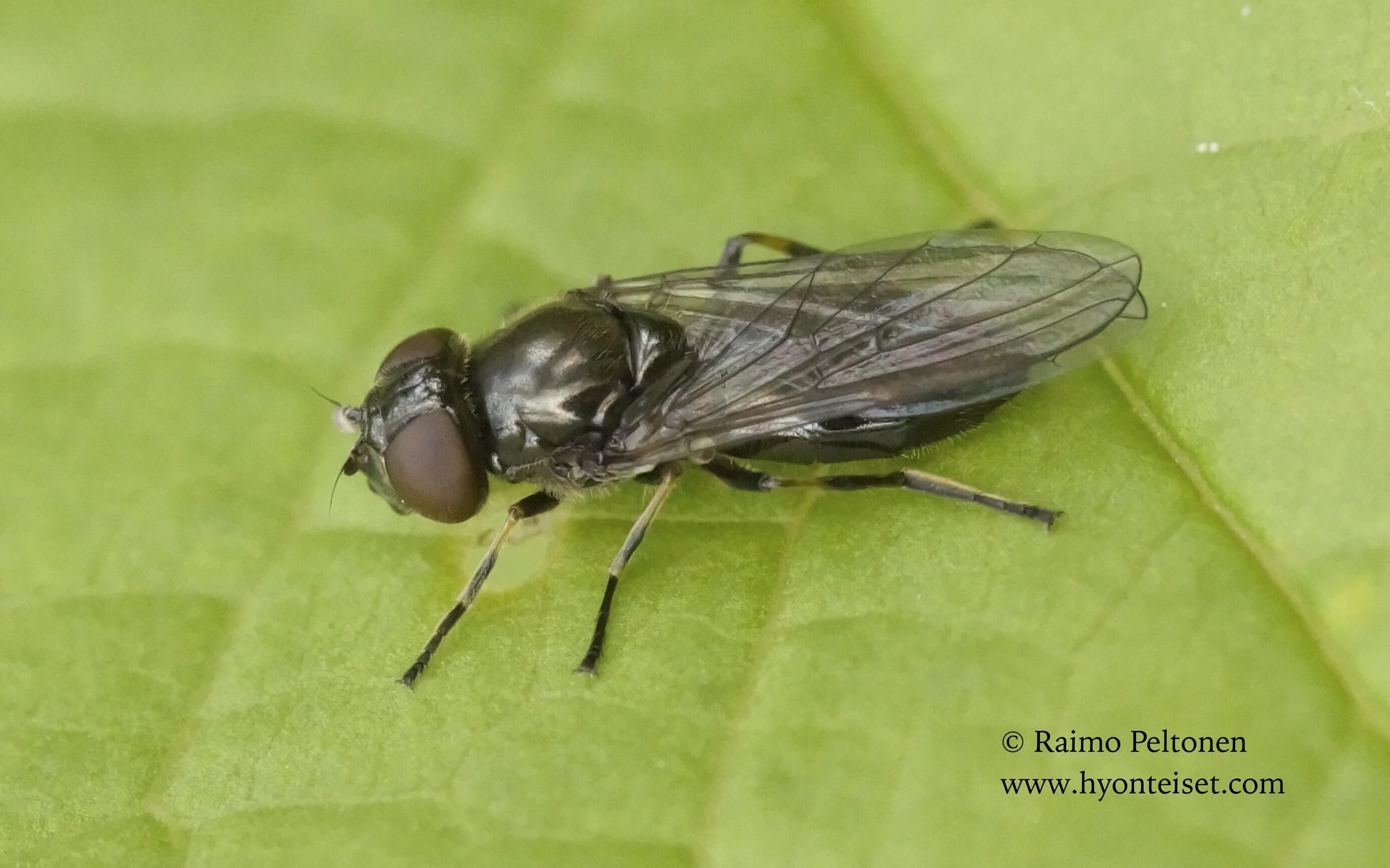 Cheilosia latifrons-leveäposkikeilanen (conf. Antti Haarto), 28.5.2017 Jyväskylä