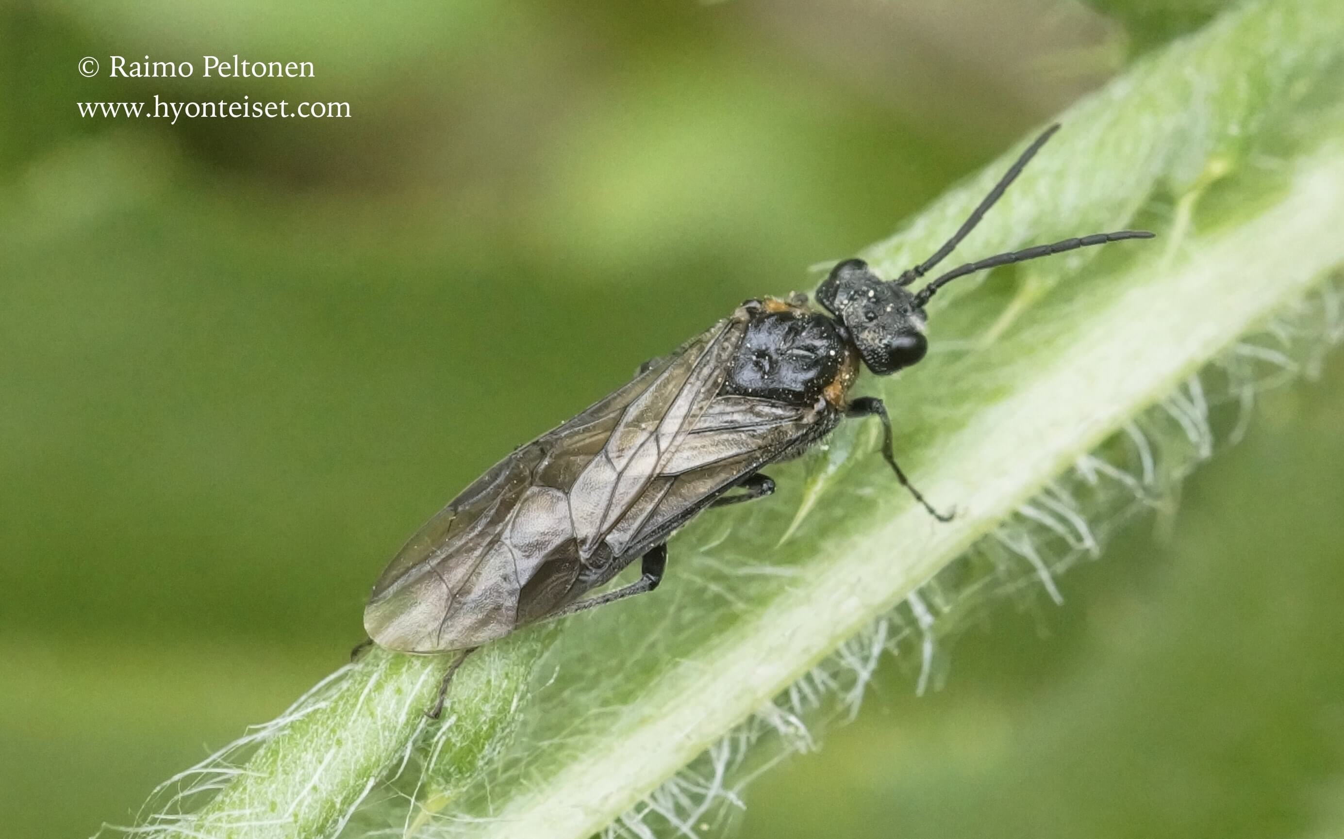 Dolerus haematodes, naaras (det. Veli Vikberg), 5.6.2017 Jyväskylä