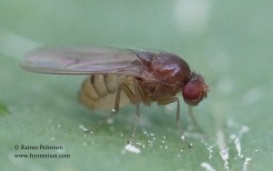 Drosophila immigrans 2