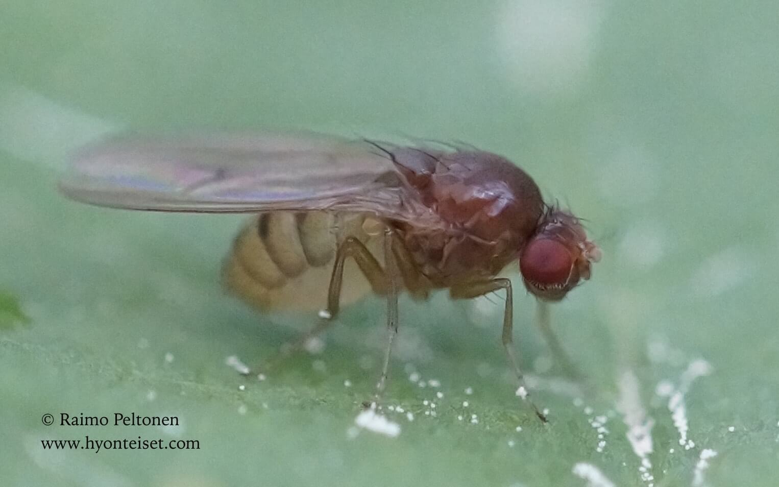 Drosophila immigrans (det. Paul Beuk), 18.6.2017 Jyväskylä