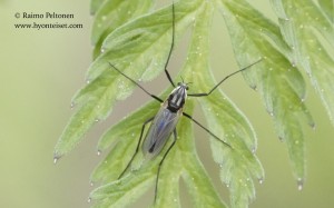 Glyptotendipes sp.