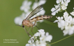 Gnoriste bilineata 2
