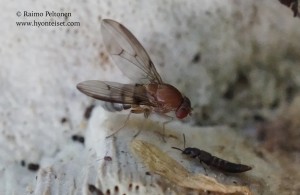 Leucophenga quinquemaculata 2