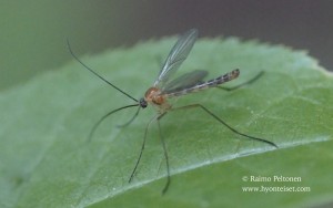 Macrocera cf. pilosa