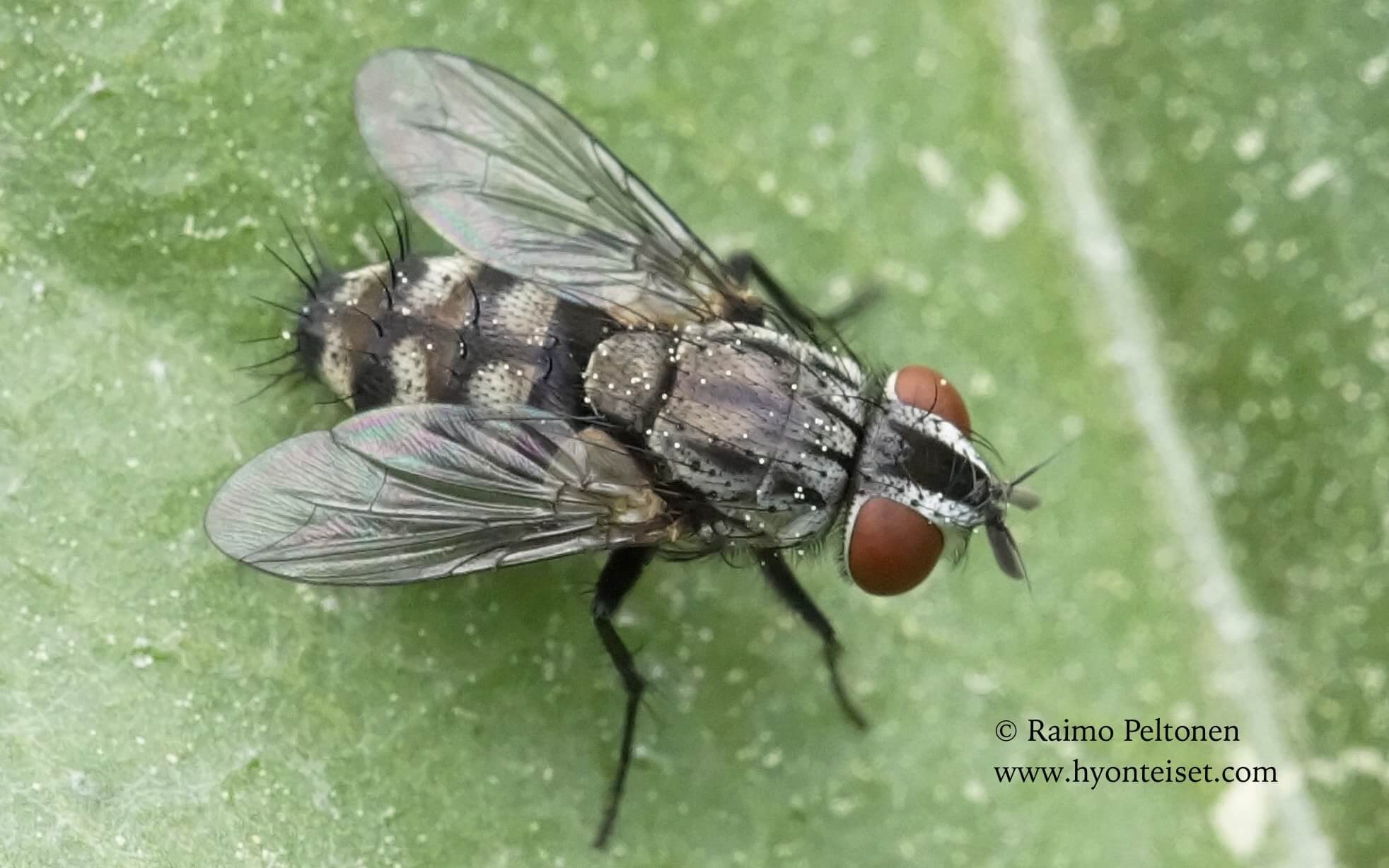 Metopia cf. campestris (det. Theo Zeegers), 17.6.2017 Jyväskylä