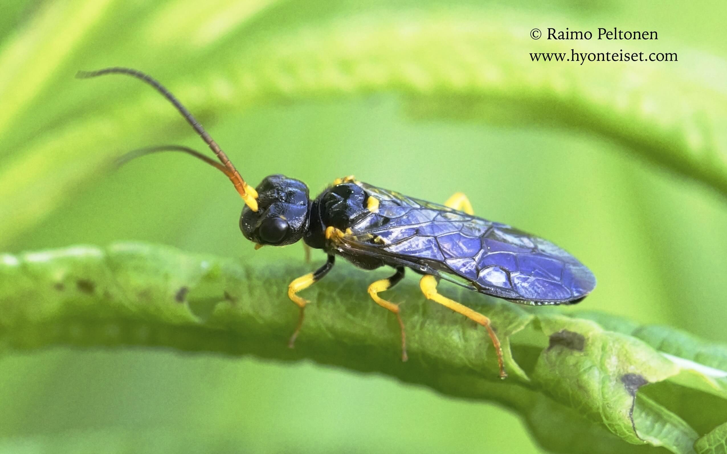 Pamphilius funnipennis (de. Veli Vikberg), 27.6.2017 Jyväskylä