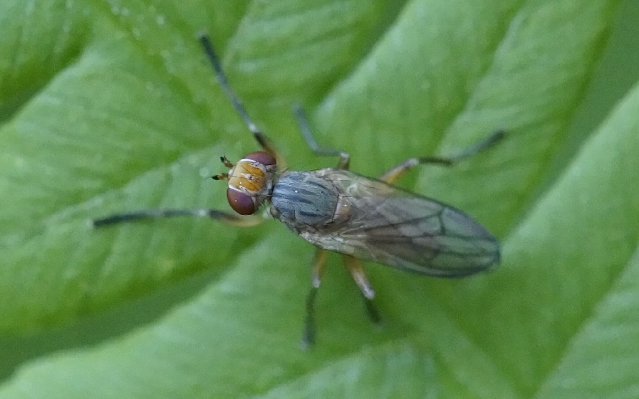 Pherbellia dubia, 22.62017, Jyväskylä