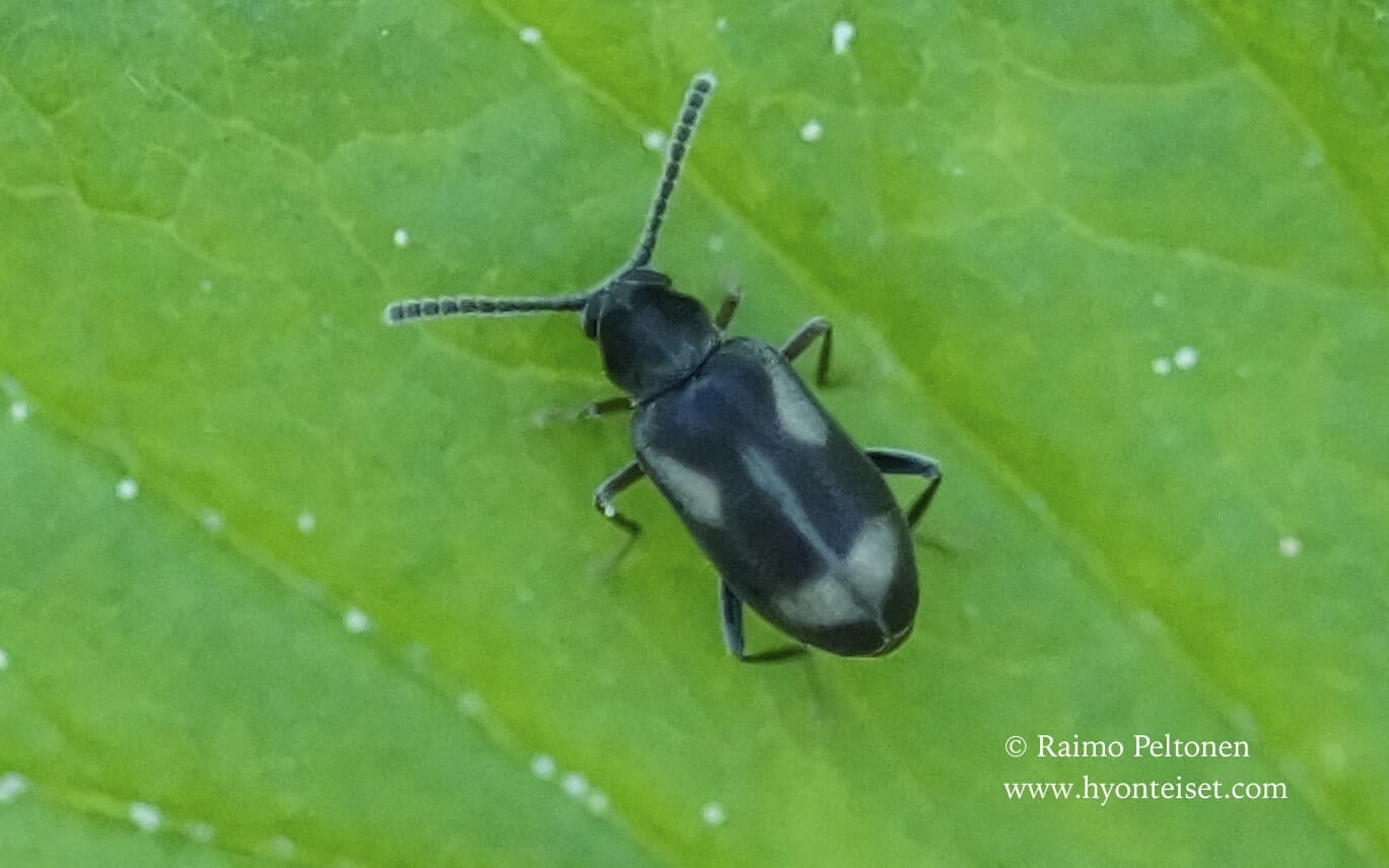 Phytobaenus amabilis-piilopääaatukainen, 7.6.2017 Jyväskylä