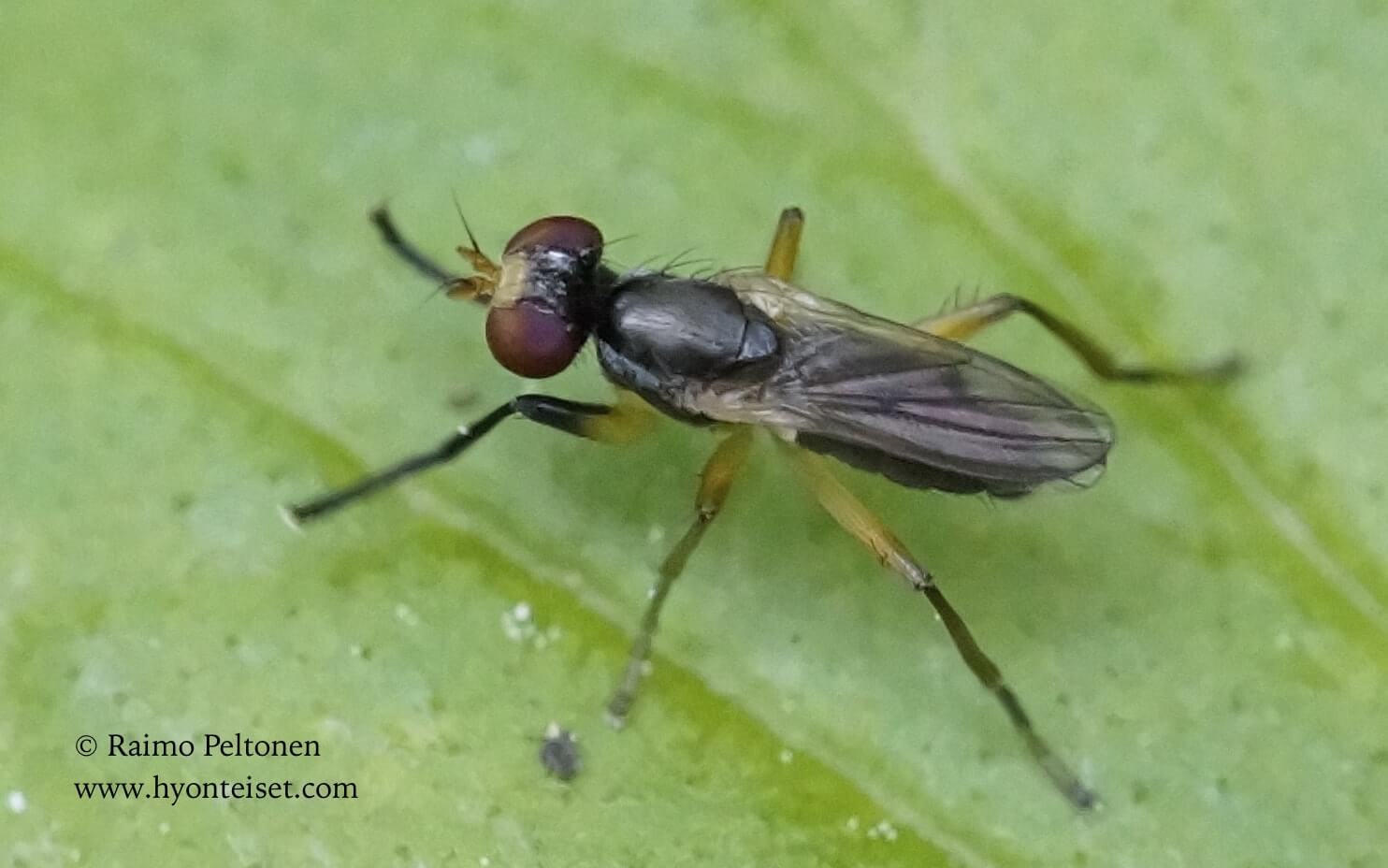 Pteromicra sp. (det. Jonas Mortelmans), 22.6.2017 Jyväskylä