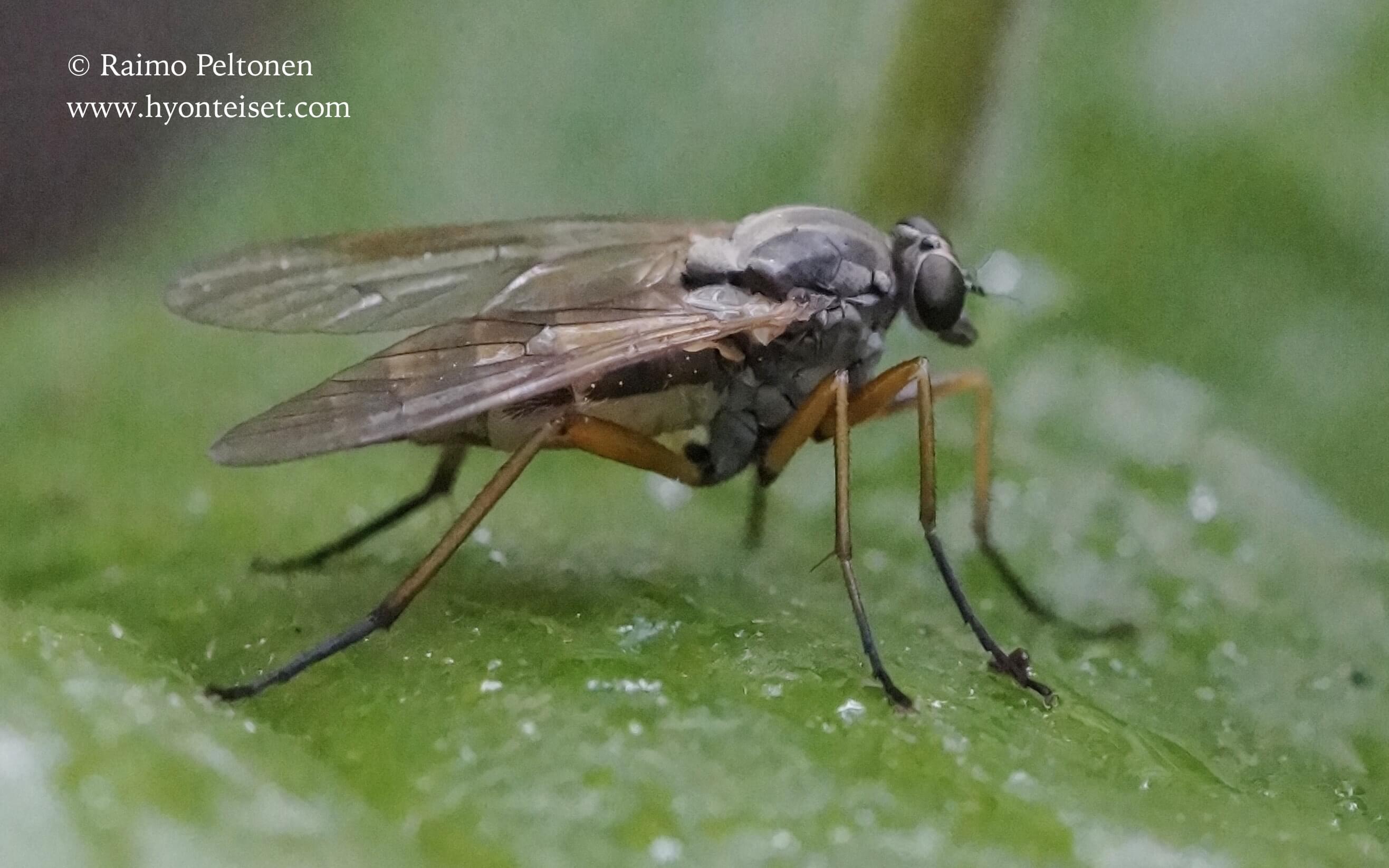 Rhagio annulatus (conf. Kaj Winqvist), 21.6.2017 Jyväskylä