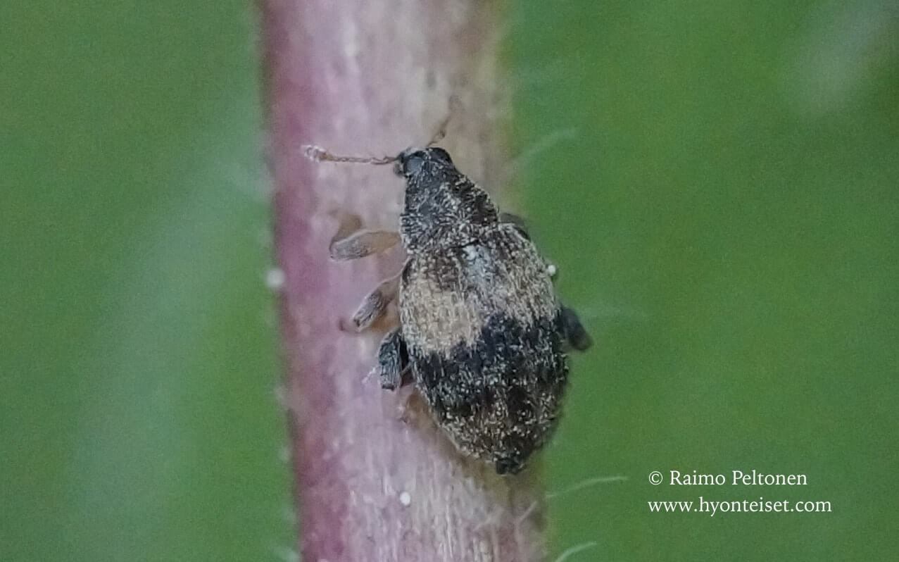 Rhynchaenus lonicerae-kuusamanhyppykärsäkäs, 4.6.2017 Jyväskylä
