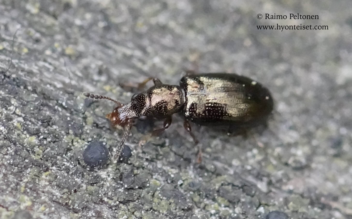 Salpingus planirostis-vaskijahkiainen (det. Juha Salokannel), 19.5.2017 Jyväskylä