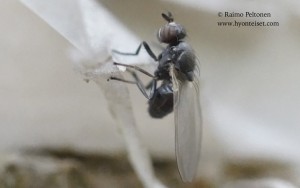 Sapromyza hyalinata 2