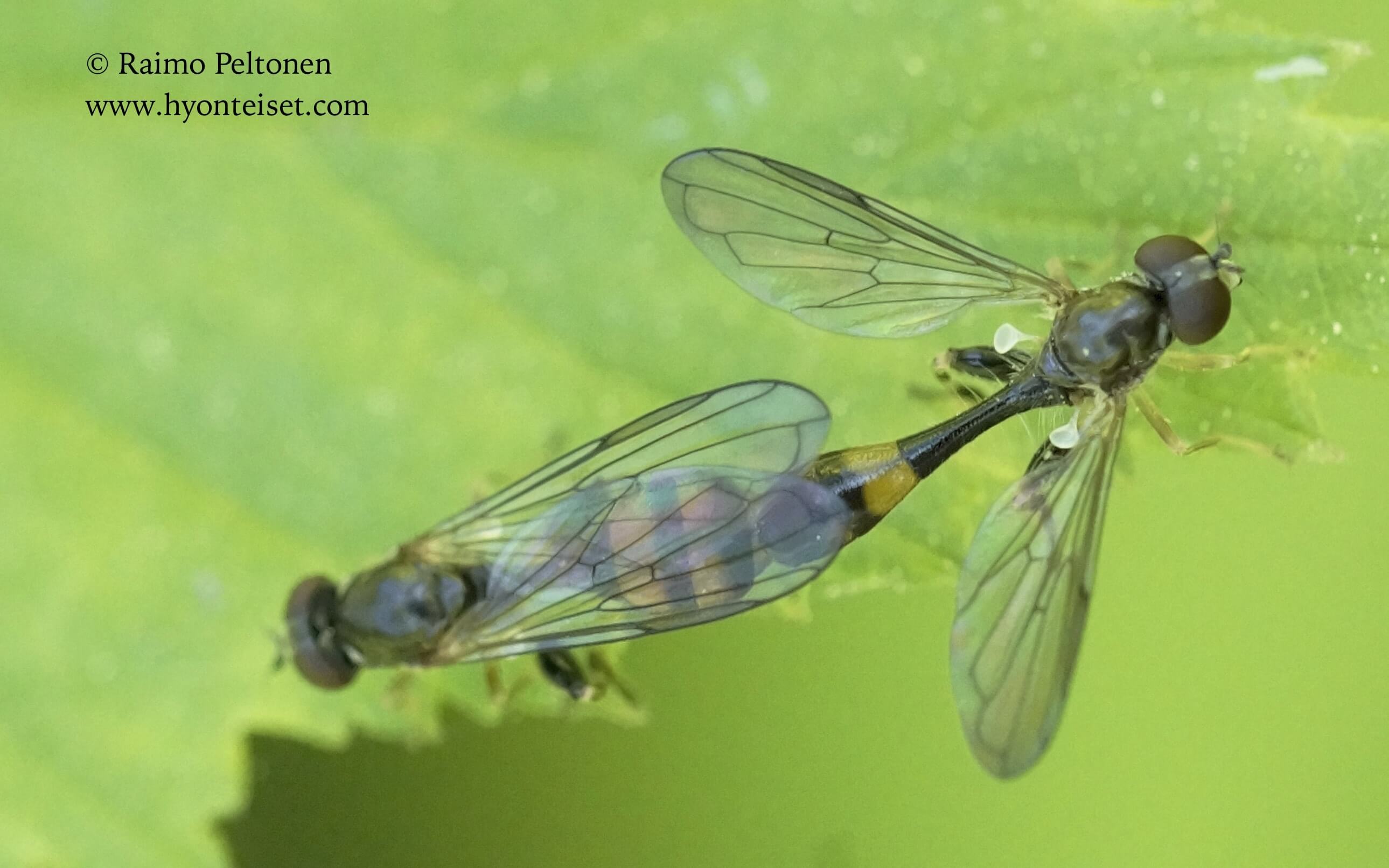 Sphegina clunipes-metsäkurokas (det. Antti Haarto), 16.6.2017 Jyväskylä