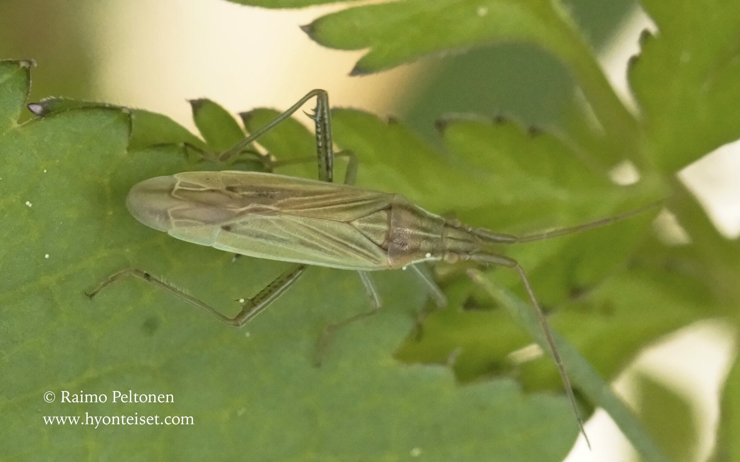 Stenodema calcaratum-okaheinälude, 6.6.2017 Jyväskylä