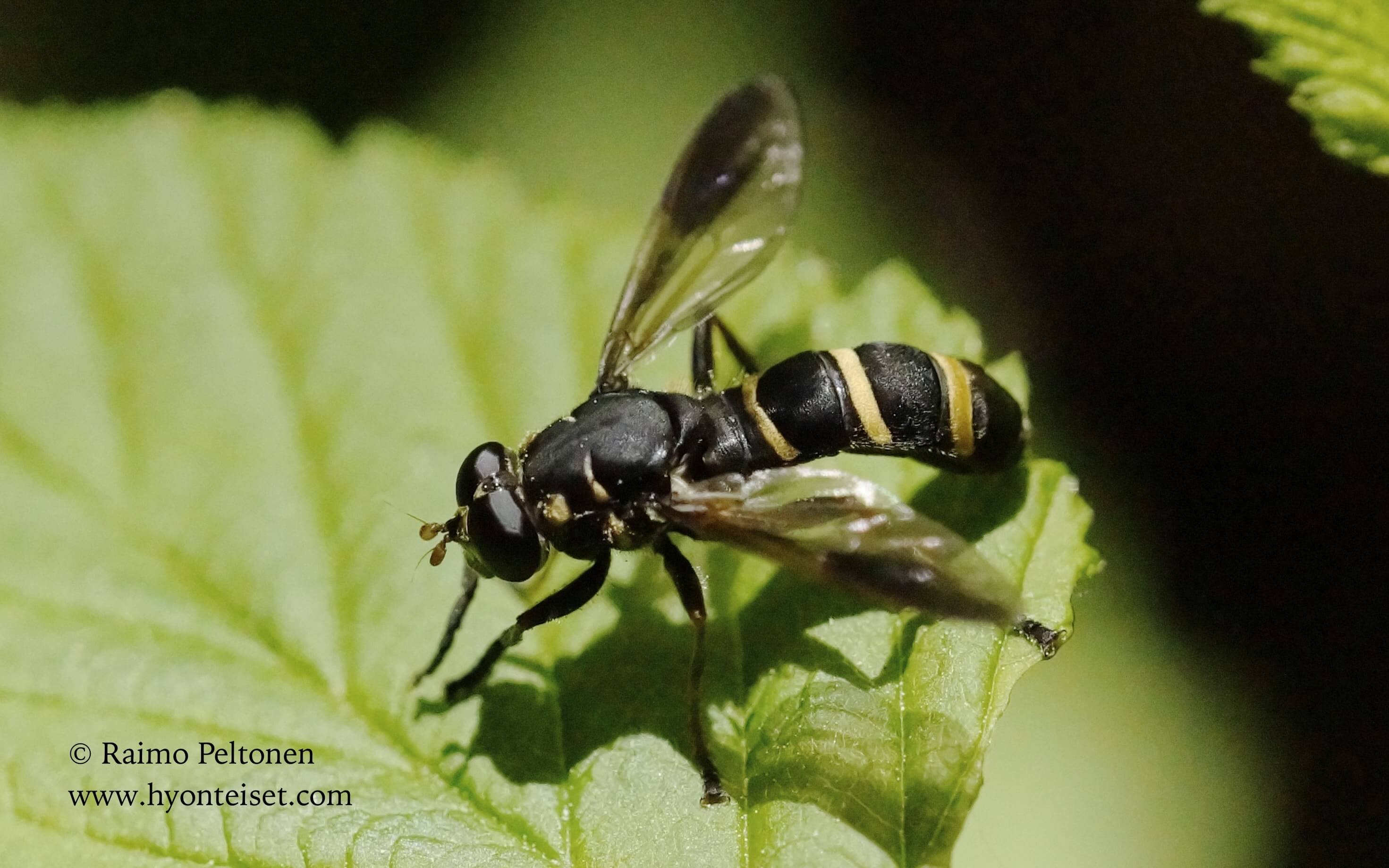 Temnostoma angustistriatum-aarnilahuri, 16.6.2017 Jyväskylä