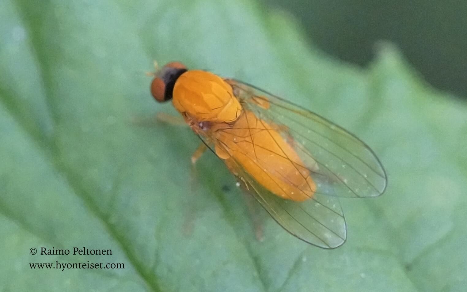 Agathomyia wankowiczii, 12.7.2017 Jyväskylä