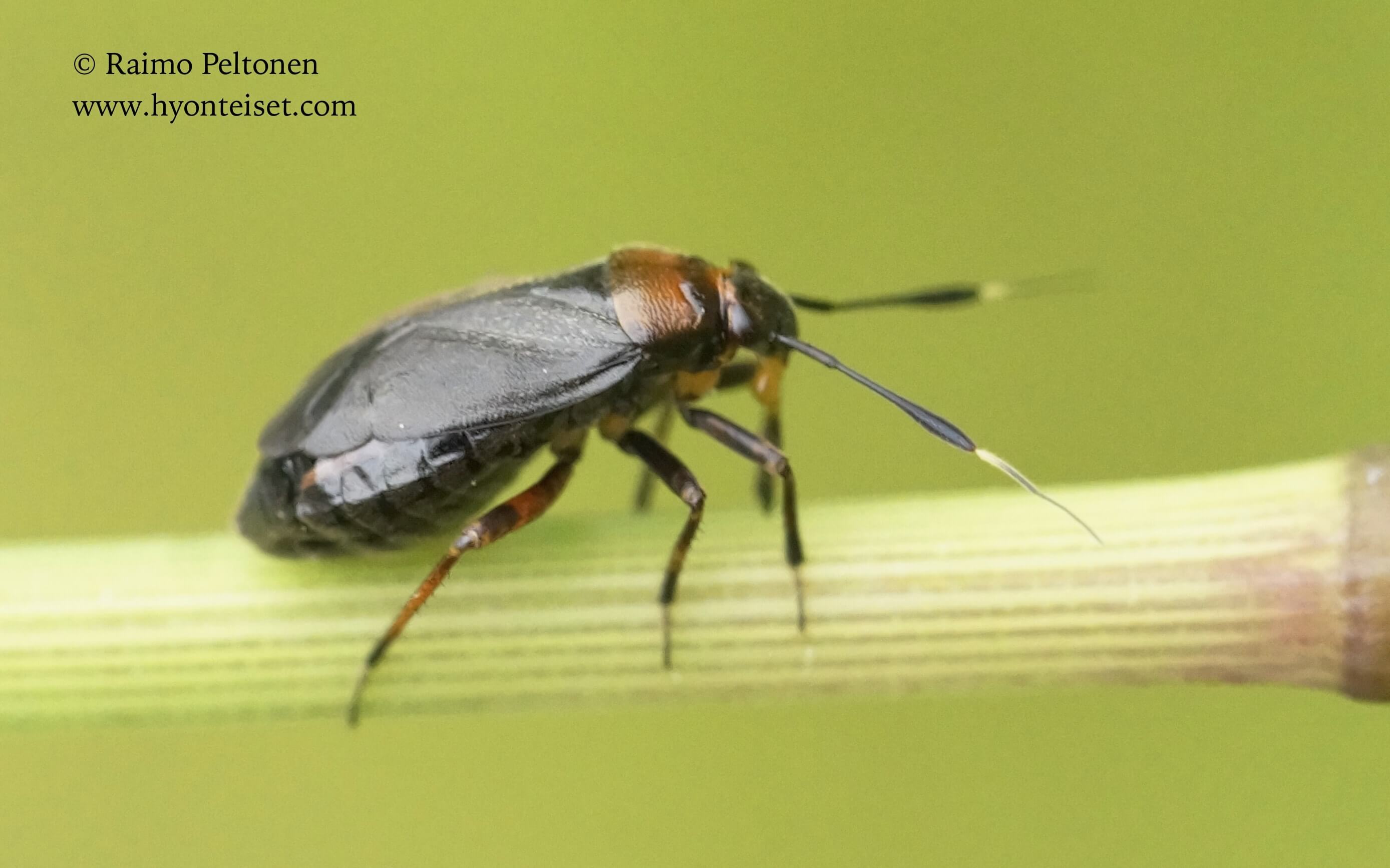 Capsus ater-ketomustiainen, 11.7.2017 Jyväskylä