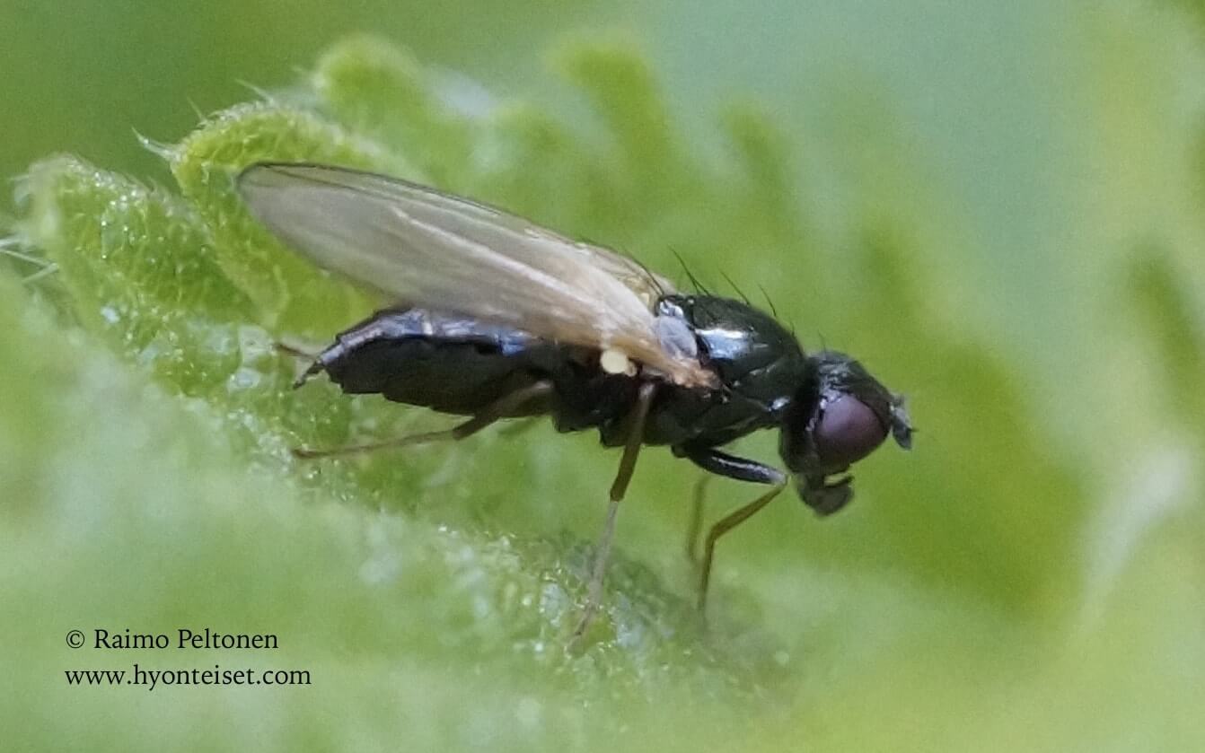 Chamaepsila nigra (det. Kaj Winqvist), 4.7.2017 Jyväskylä