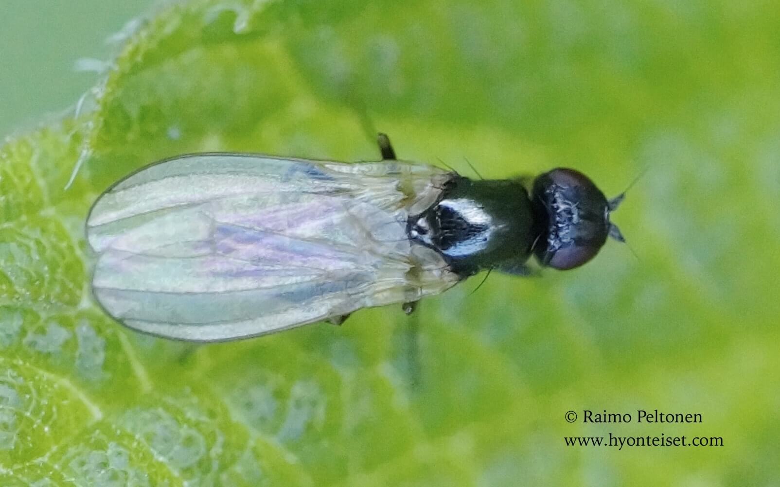 Chamaepsila nigra (det. Kaj Winqvist), 4.7.2017 Jyväskylä
