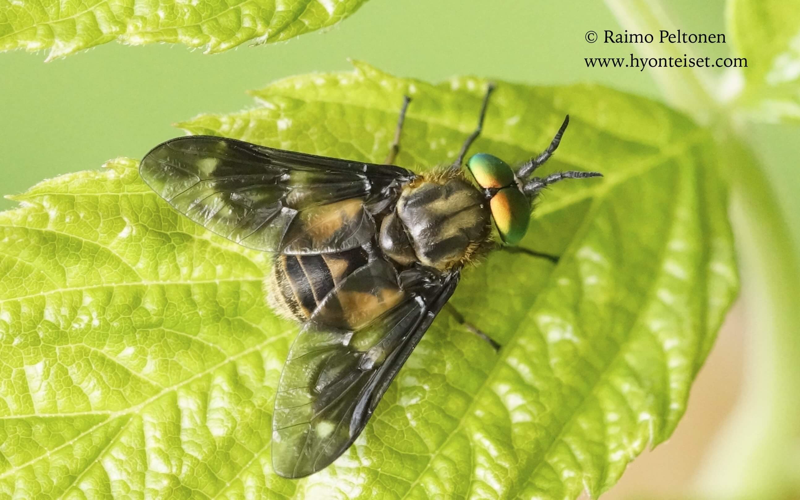 Chrysops relictus, koiras, 14.7.2017 Jyväskylä