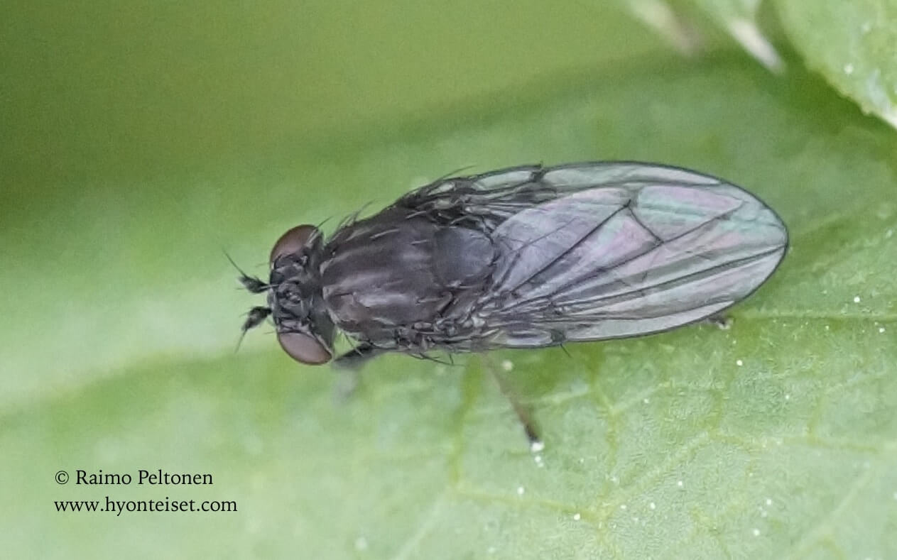 Dichaeta caudata, 3.7.2017 Muurame