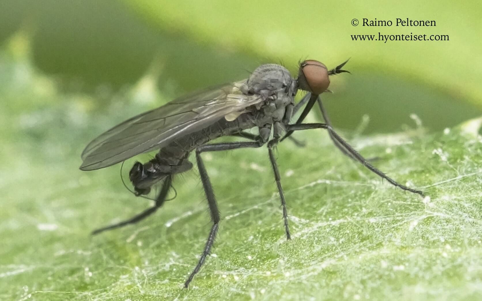 Empis acinerea (det. Jere Kahanpää), 29.5.2017 Jyväskylä