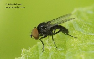 Fannia sp. 2