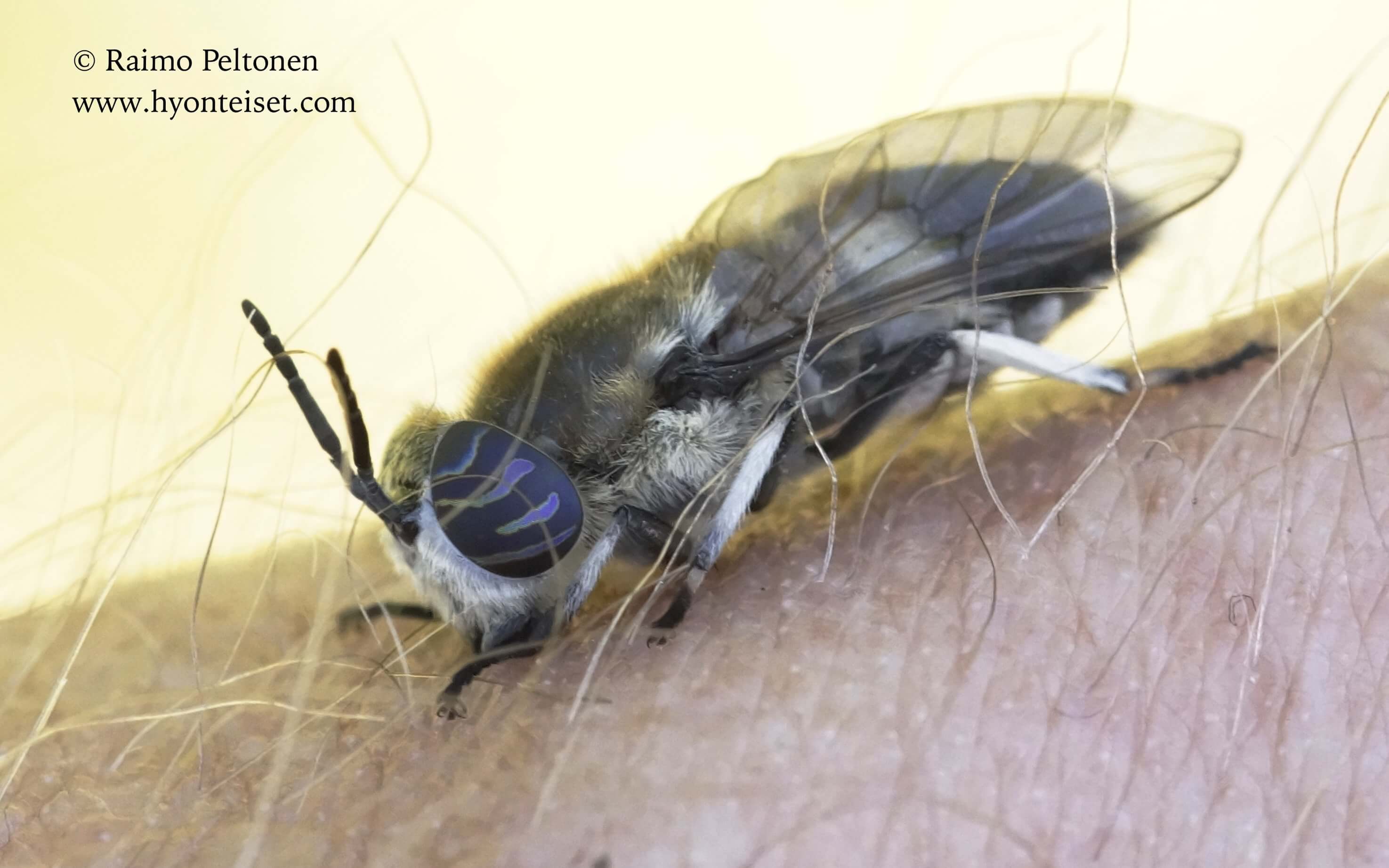 Heptatoma pellucens, 30.7.2017 Jyväskylä