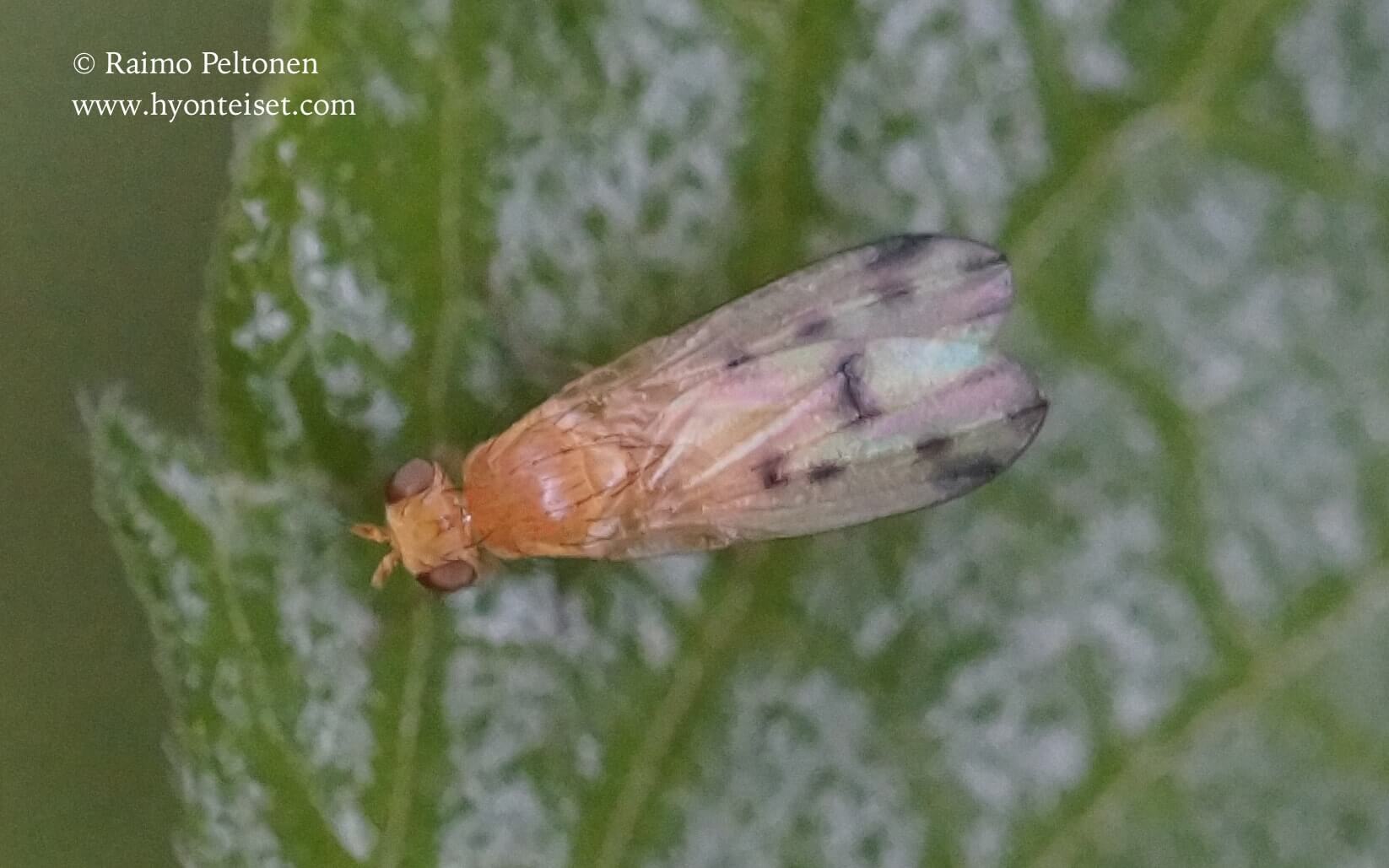 Homoneura lamellata, 20.7.2017 Jyväskylä