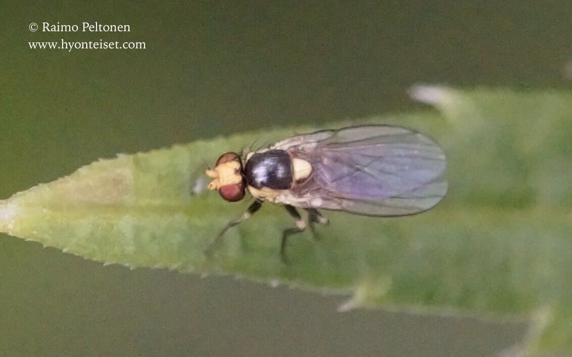 Liriomyza sp. (conf. Kaj Winqvist), 18.7.2017 Jyväskylä