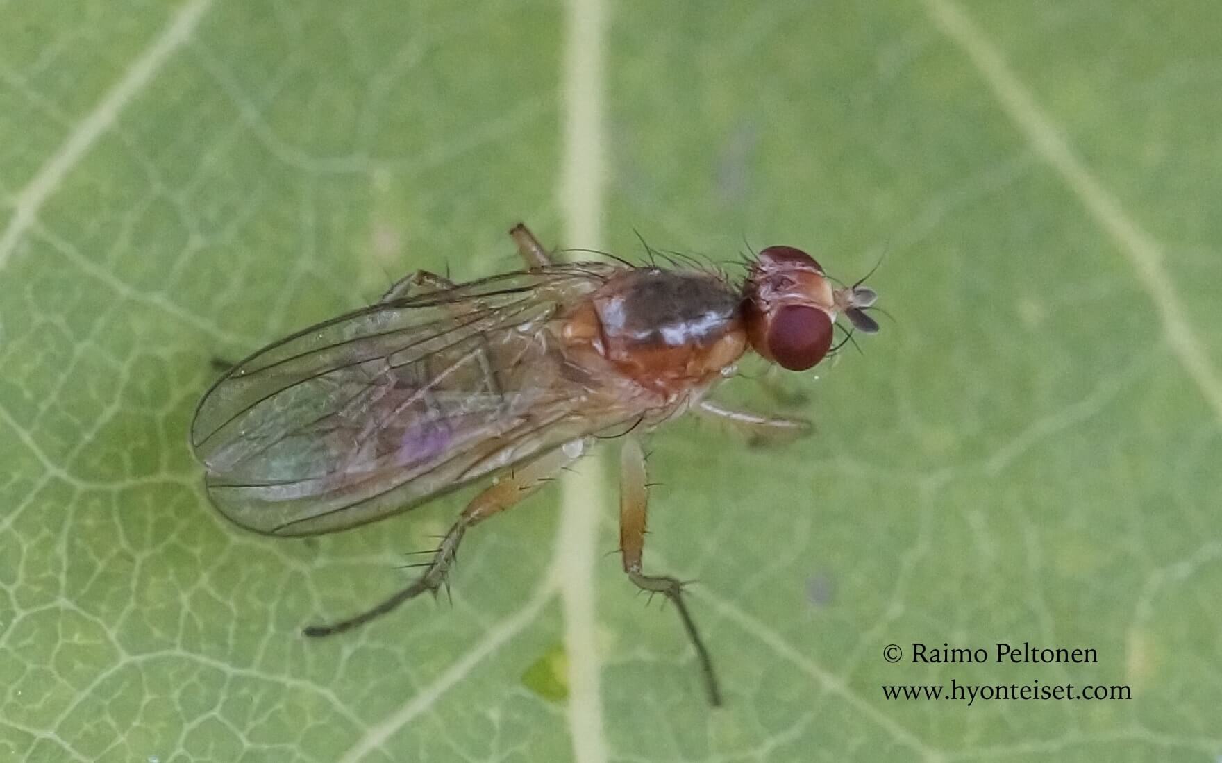 Megaphthalma pallida, 20.7.2017 Jyväskylä