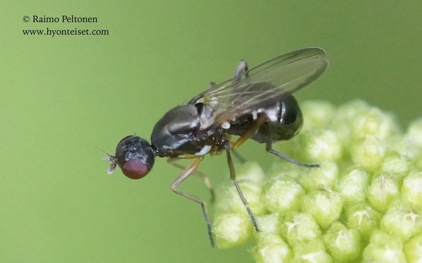 Nemopoda nitidula (det. Paul Beuk), 7.7.2017 Jyväskylä