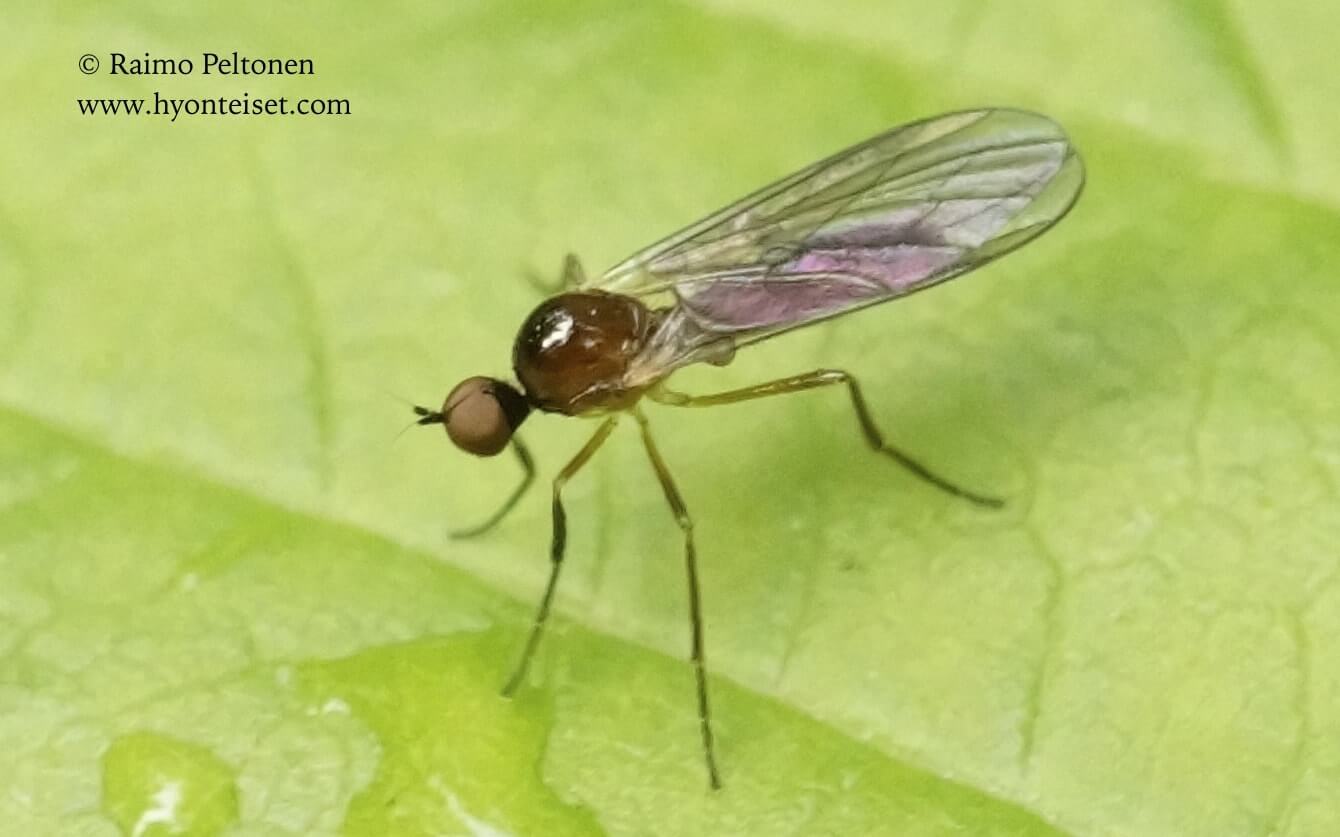 Ocydromia glabricula, 19.7.2017 Jyväskylä