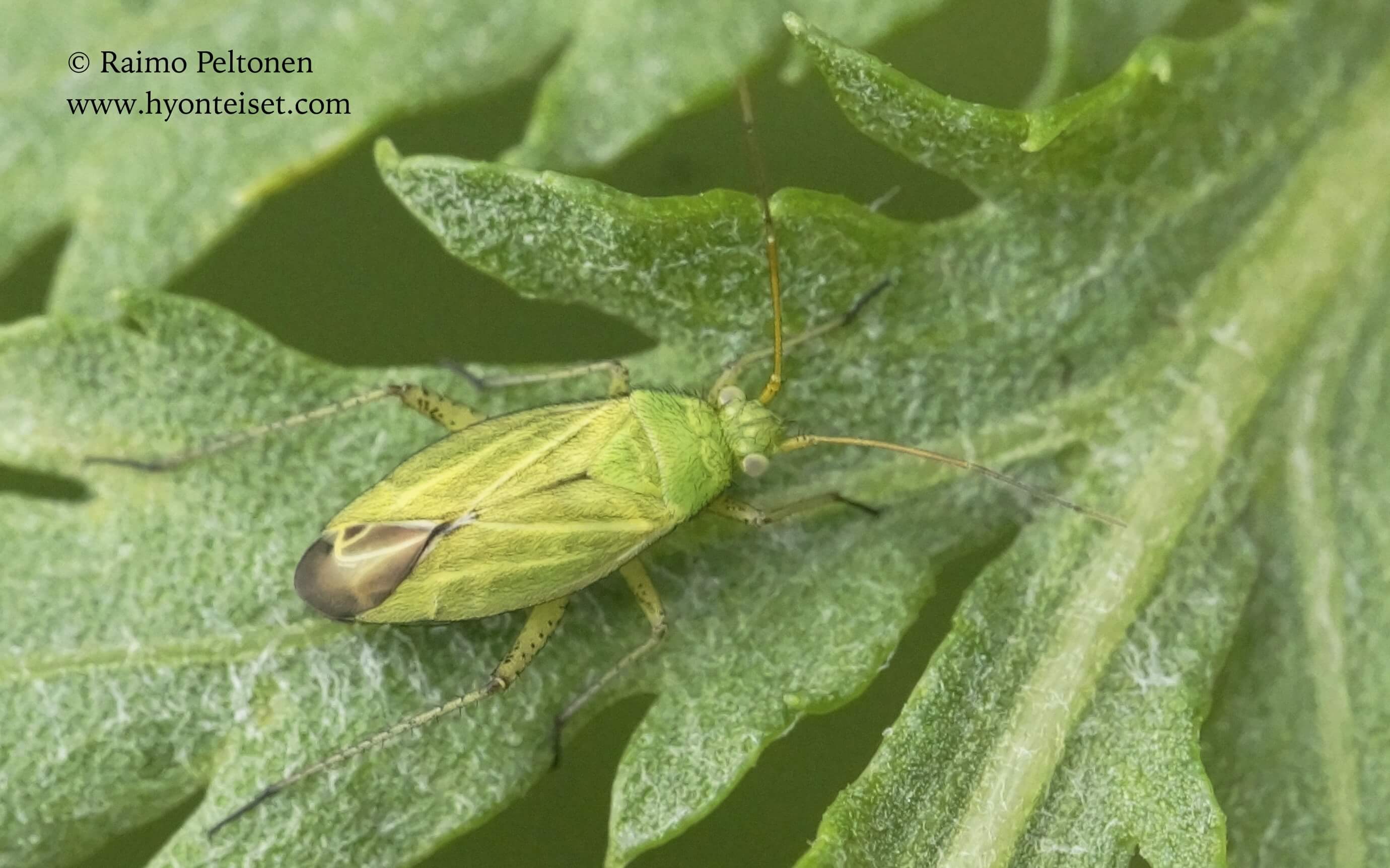 Oncotylus punctipes-pietarlude, 13.7.2017 Jyväskylä