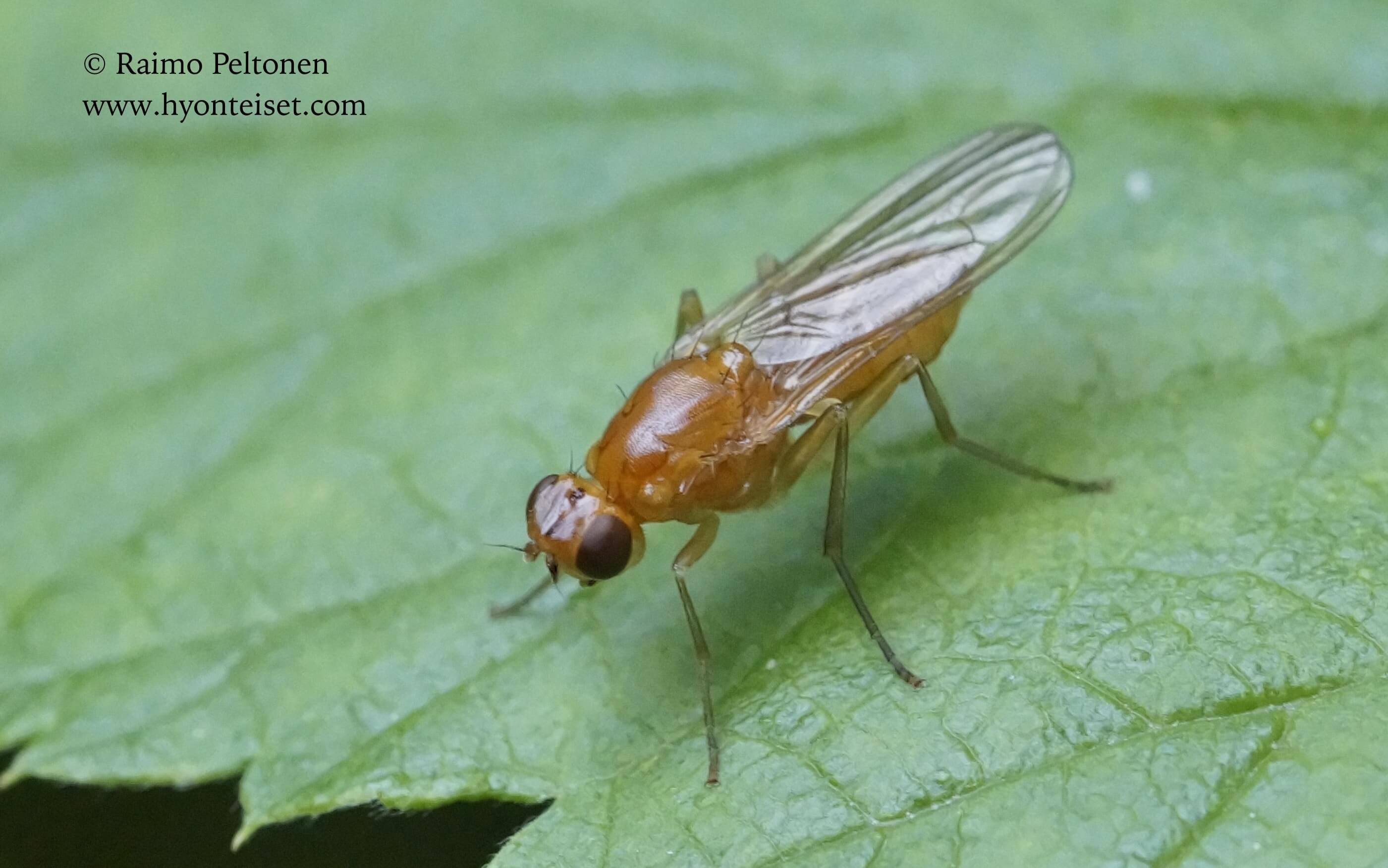 Psila fimentaria/merdaria (det. Kaj Winqvist), 12.7.2017 Jyväskylä