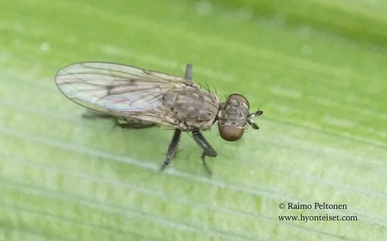 Schoenomyza litorella (det. Roger Thomason), 17.7.2017 Jyväskylä