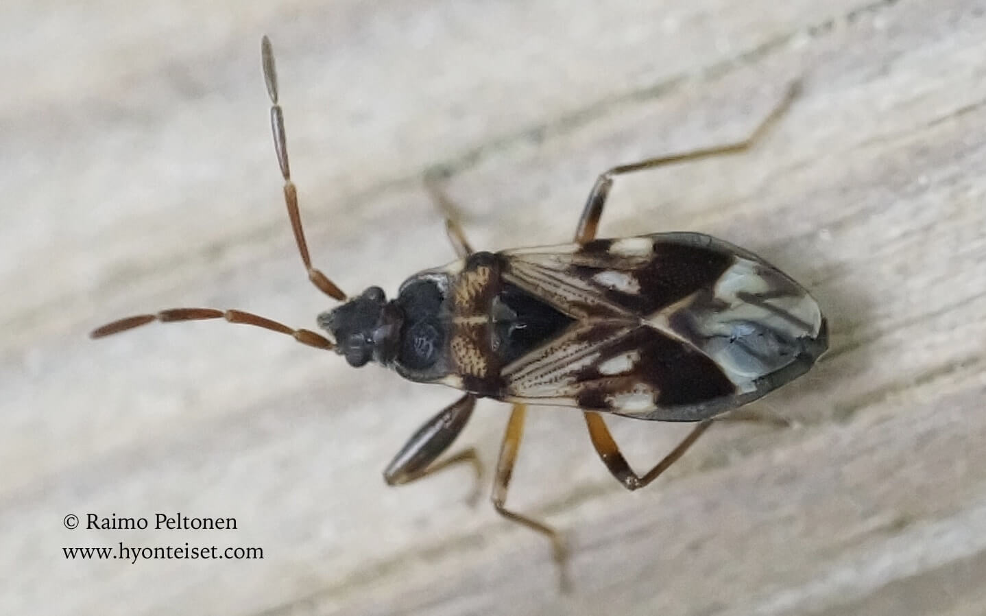 Scolopostethus pictus-rantakirjolude, 3.7.2017 Muurame