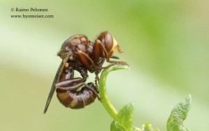 Sicus ferrugineus 3